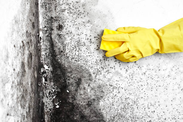 Best Real Estate Mold Inspection  in Mazon, IL