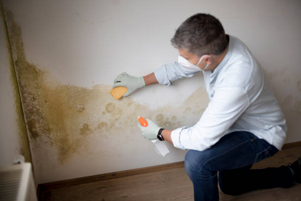 Best Mold Documentation for Insurance Claims  in Mazon, IL