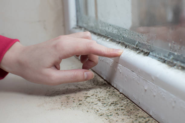 Best Commercial Mold Inspection  in Mazon, IL